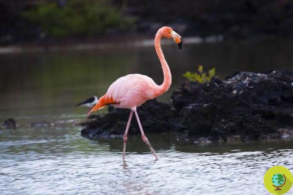 Avistou o flamingo rosa que escapou do zoológico há 13 anos