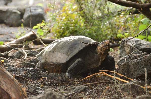 This giant tortoise is not extinct. After 100 years found in the Galapagos