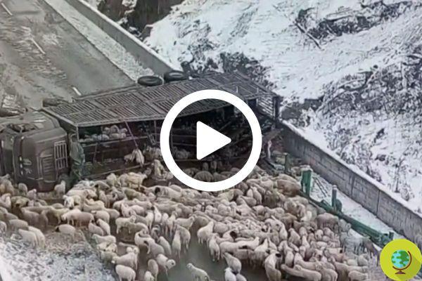 Hundreds of sheep died in China after the truck carrying them overturned