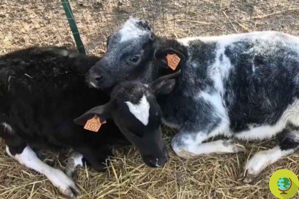 Eles atiraram em dois bovinos jovens sem motivo em um santuário de animais na Lombardia