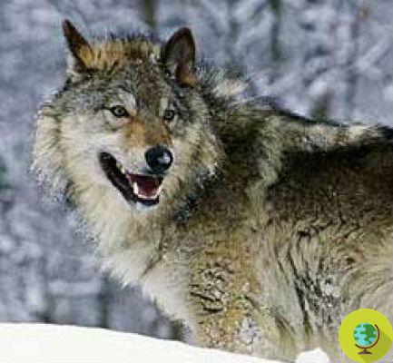 Tar Sands : le Canada empoisonne des loups pour sauver des rennes