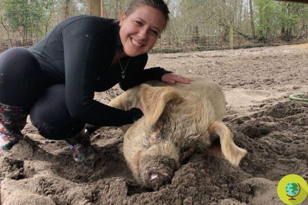 AAA, looking for volunteers to pet orphaned pigs
