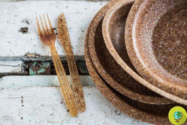 Other than plastic! Here are the edible and biodegradable dishes with wheat bran