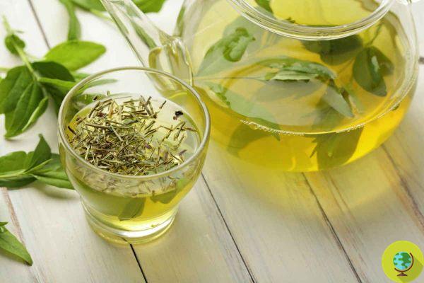 Beber té verde puede protegerte contra el cáncer, según un nuevo estudio
