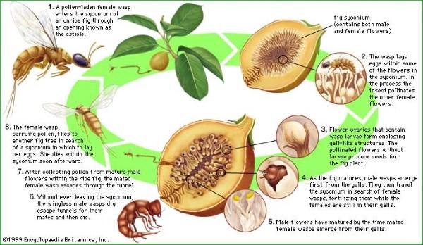 Você sabia que os figos não são uma fruta? Eles são uma flor e também têm insetos mortos dentro deles