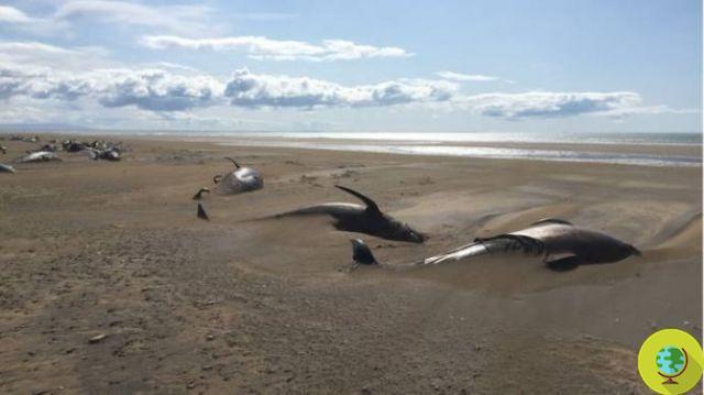 Mass stranding of 60 pilot whales, massacre in Iceland