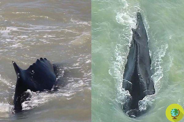 A baleia jubarte que entrou em um rio cheio de crocodilos conseguiu retornar livre ao mar