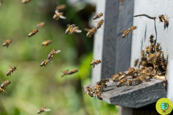 A maravilhosa dança das abelhas: revelou mais de 1.500 passos até então desconhecidos