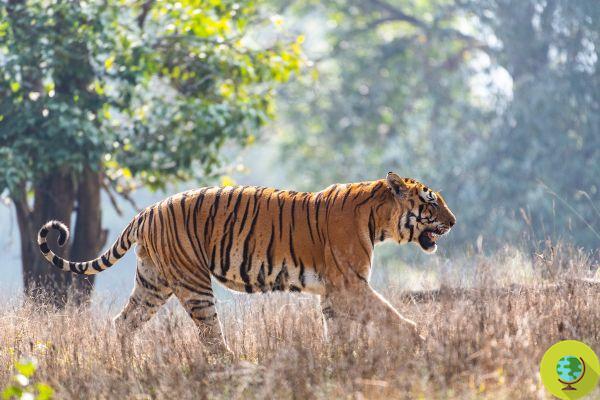 2022 is the Year of the Tiger: we celebrate this wonderful feline that is fighting for its survival