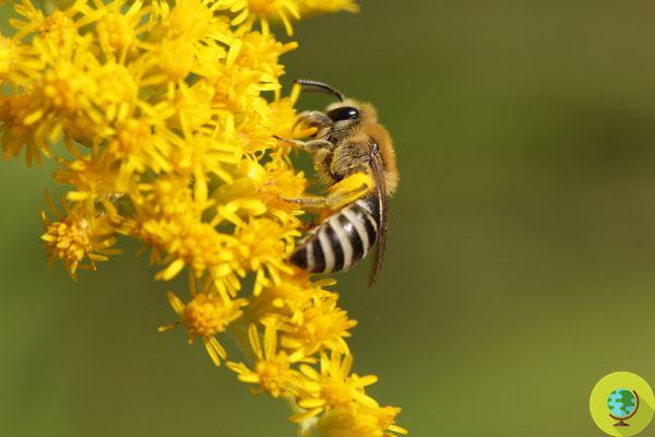 Não apenas colmeias, abelhas solitárias também são extremamente sociáveis ​​(mas estamos perdendo-as)