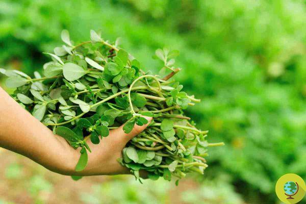 Portulaca: os truques para cultivar ervas daninhas comestíveis em vasos para se encher de ácidos graxos ômega 3