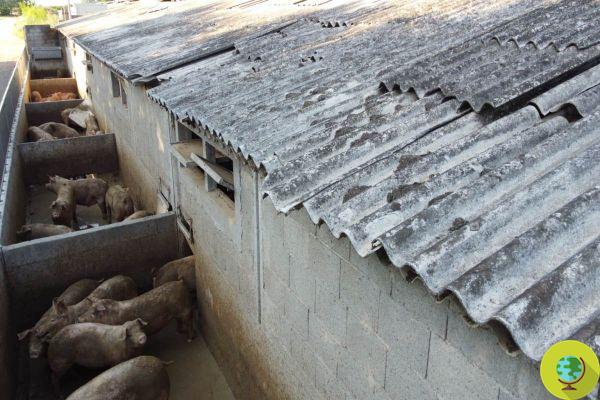 Pigs covered with excrement and asbestos sheds: it's time to close this farm forever
