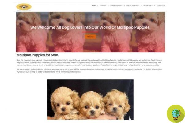 Filhotes de cachorro vendidos on-line (mas na verdade não existiam): o Google ataca um golpe de um milhão de dólares 