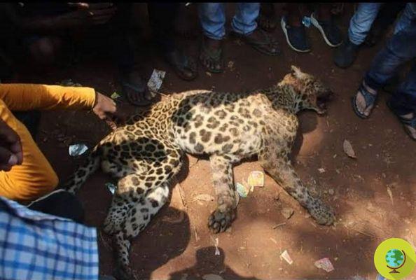 They catch a leopard, beat him to death and raise him as a trophy in the screaming crowd