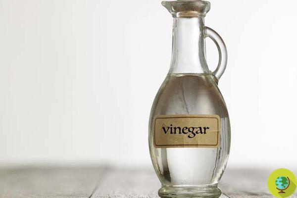 Álcool Vinagre: o que é, quando usar e qual escolher