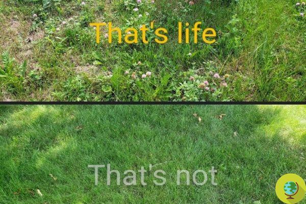L'herbe du voisin n'est pas toujours plus verte : la face cachée des pelouses parfaites