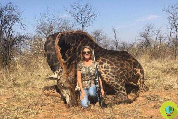 A teia em revolta contra o caçador da rara girafa negra