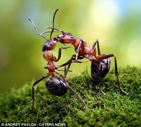 The magical microcosm of ants in Andrey Pavlov's shots