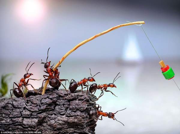 O microcosmo mágico das formigas nas fotos de Andrey Pavlov