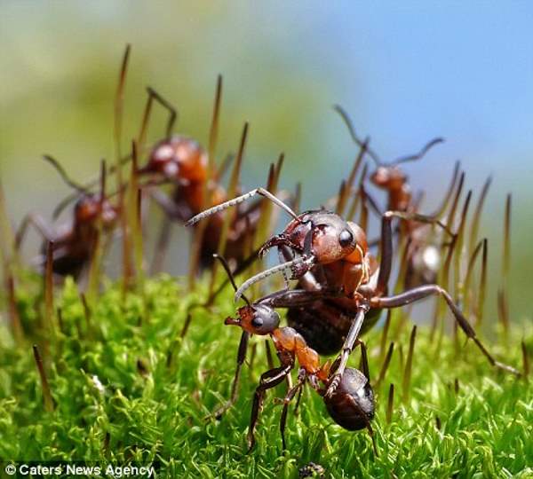 The magical microcosm of ants in Andrey Pavlov's shots