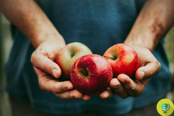 Il avait été dénoncé pour avoir lancé une campagne contre l'utilisation de pesticides dans la production de pommes au Tyrol du Sud, 1374 plaintes retirées