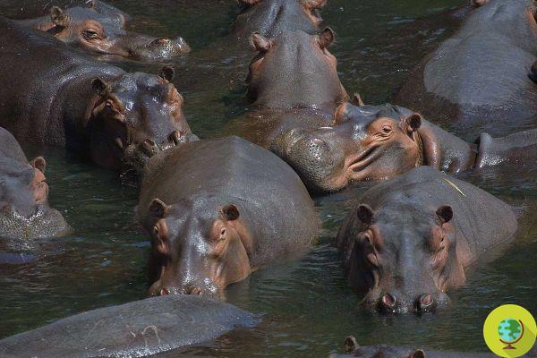 Pablo Escobar's hippos are the first animals to be declared 
