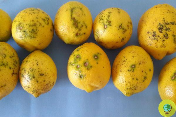 Lemons infested with the dangerous “black spot” fungus arrive at the port of Catania, they came from Argentina