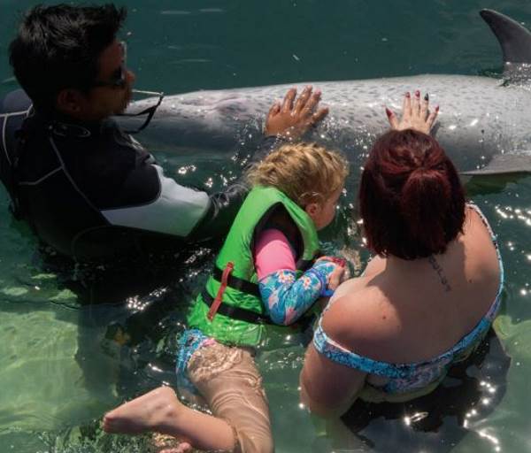 Quitar los dientes a los delfines para que los turistas naden con ellos: el horror que nadie te quiere contar