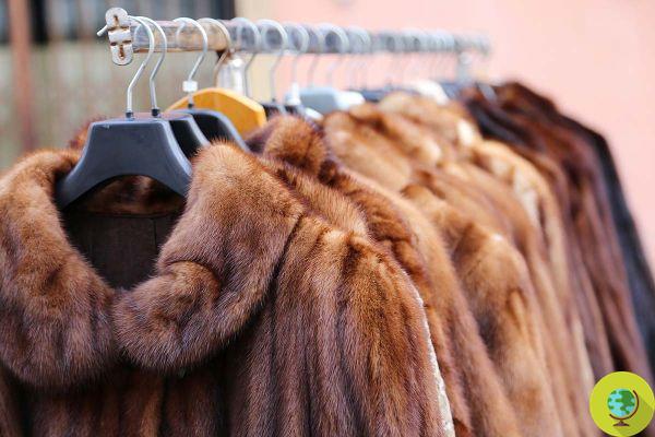 Victory! Israel is the first country in the Middle East to stop fur