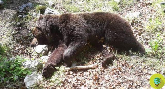The Marsican bear is about to become extinct: a new specimen has died