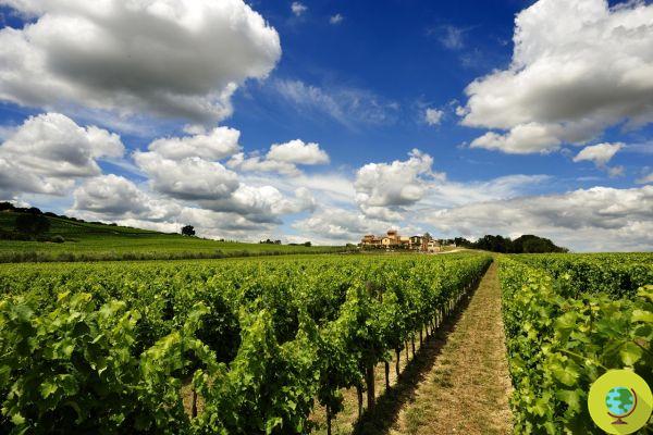 Vinhas: 118 hectares, dos quais 30 são destinados a jovens agricultores na Umbria