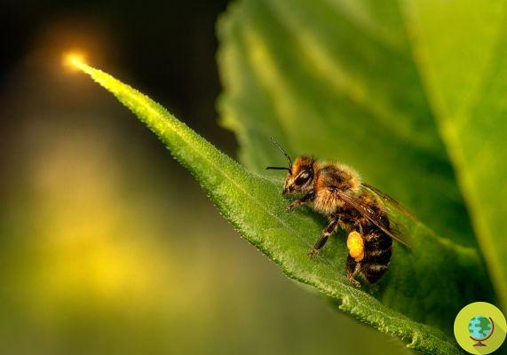 Bee die-off? The EPA denies the European study: it is not (only) the fault of pesticides