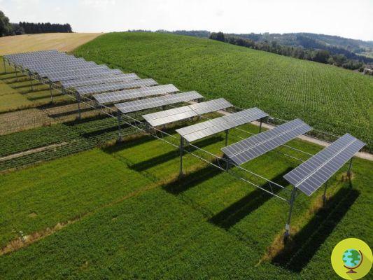 RANTree: with permaculture, photovoltaics and organic farming coexist