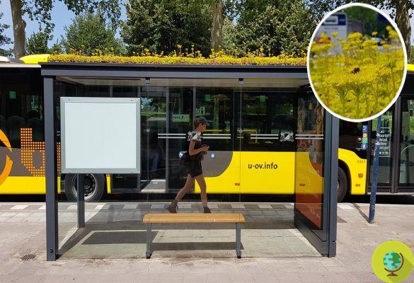 Holanda cobre centenas de paradas de ônibus com plantas como presentes para abelhas