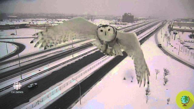 A maravilhosa coruja nevada filmada por uma câmera de controle de tráfego (VÍDEO)