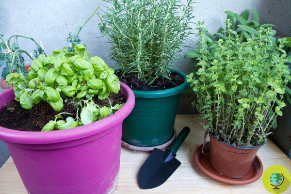 Diseases of aromatic plants: how to recognize and eradicate pests, fungi and molds affecting your herbs
