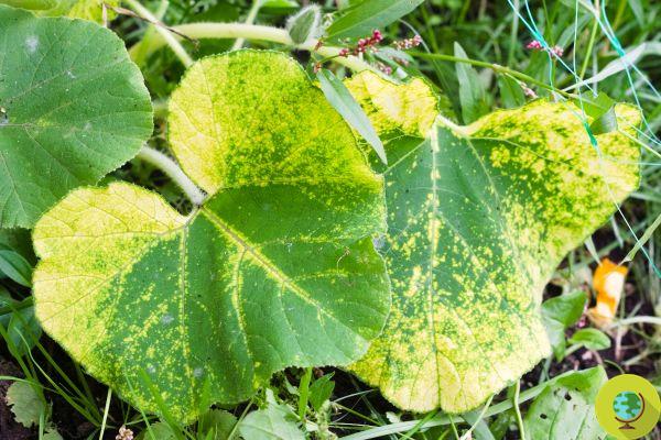 Doenças das plantas aromáticas: como reconhecer e erradicar pragas, fungos e bolores que afetam suas ervas
