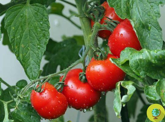 Tomates orgânicos mais ricos em licopeno e vitamina C