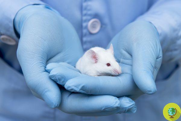Animal testing, the Ministry wants to find alternative methods: the table is underway