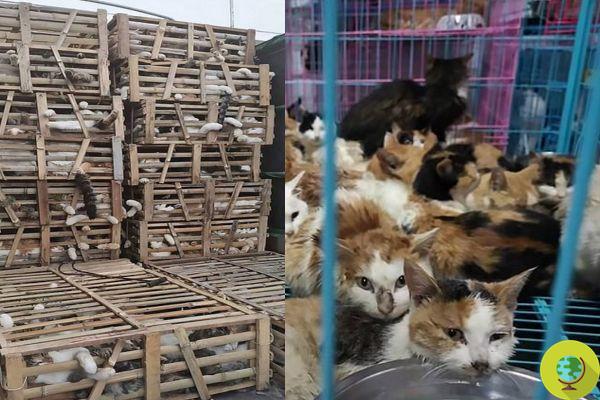 Hundreds of cats have been saved from the meat trade in China
