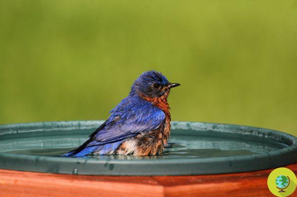 First heat wave: make a DIY bird watering hole, it's that easy