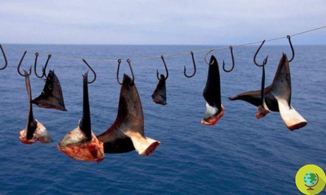 Canada becomes the first G20 country to ban shark fin trade