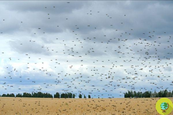 L'invasion de sauterelles la plus dévastatrice des 70 dernières années approche. L'alarme des experts