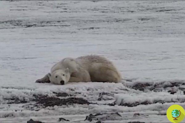 Não é um bicho de pelúcia, mas um verdadeiro urso polar faminto