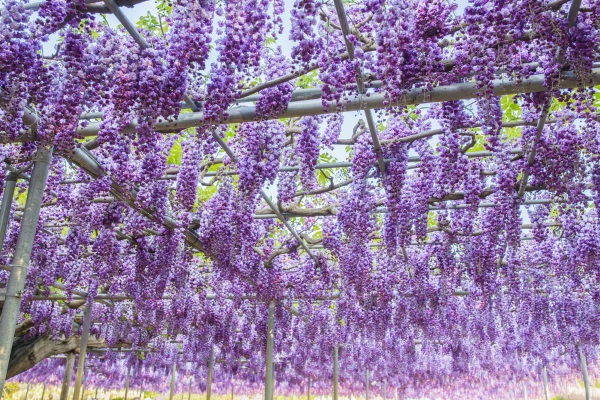 Wisteria: all the secrets to growing and taking care of it