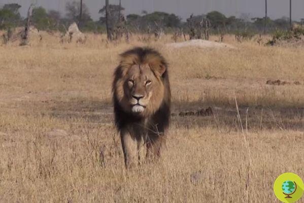Cecil: sin consecuencias para Walter Palmer, el hombre que mató al león símbolo de Zimbabue