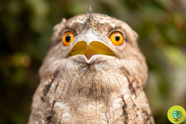 Si vous ne connaissez pas le podargo, vous n'utilisez pas assez Instagram : c'est l'oiseau le plus « instagrammable » de la science