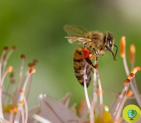 Las abejas pueden tener sentimientos positivos, confirma un nuevo estudio
