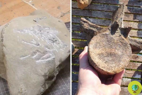 The exceptional timelapse video that shows in 60 seconds how a simple stone can reveal an 80 million year old dinosaur fossil