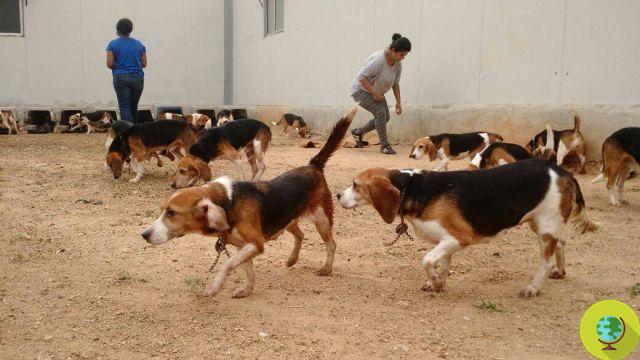 Vivissecção: 40 beagles liberados de um laboratório espanhol veem o sol pela primeira vez